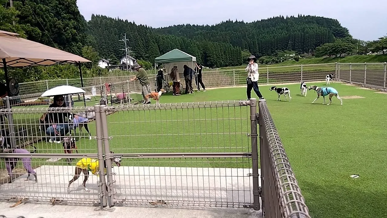 ウイペット御一行が遊びに来てくれました