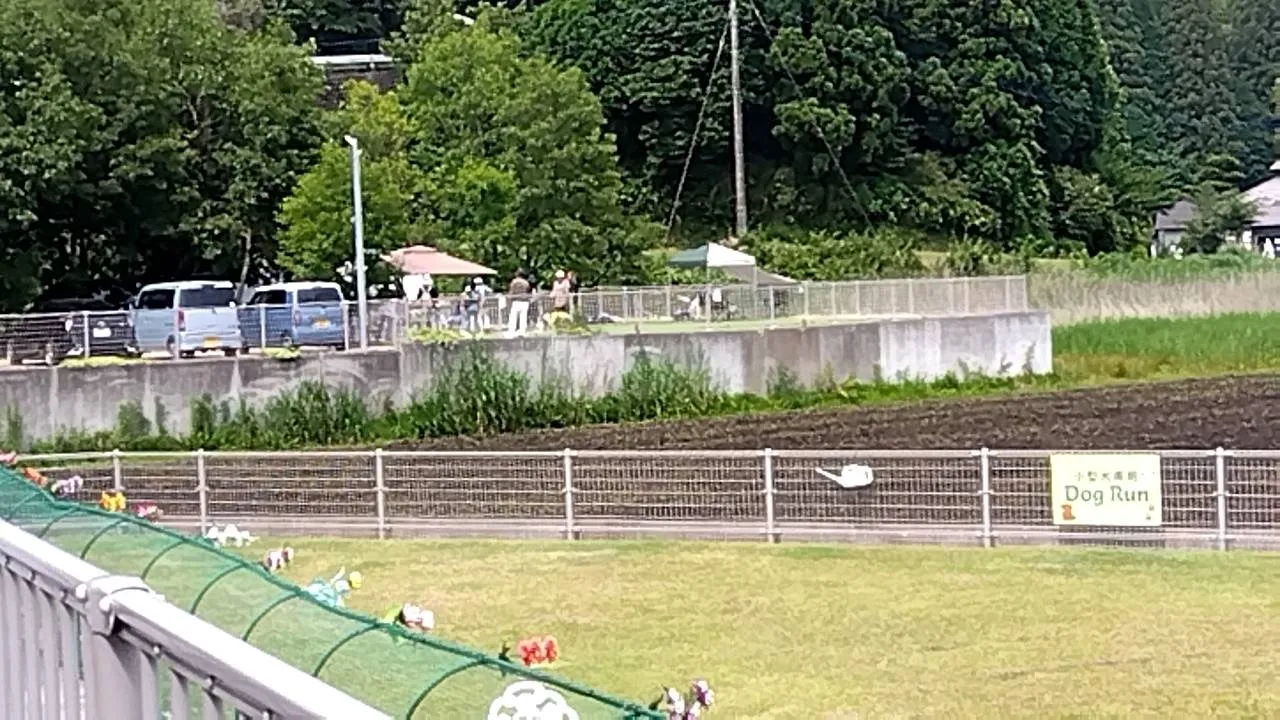 ウイペット御一行が遊びに来てくれました