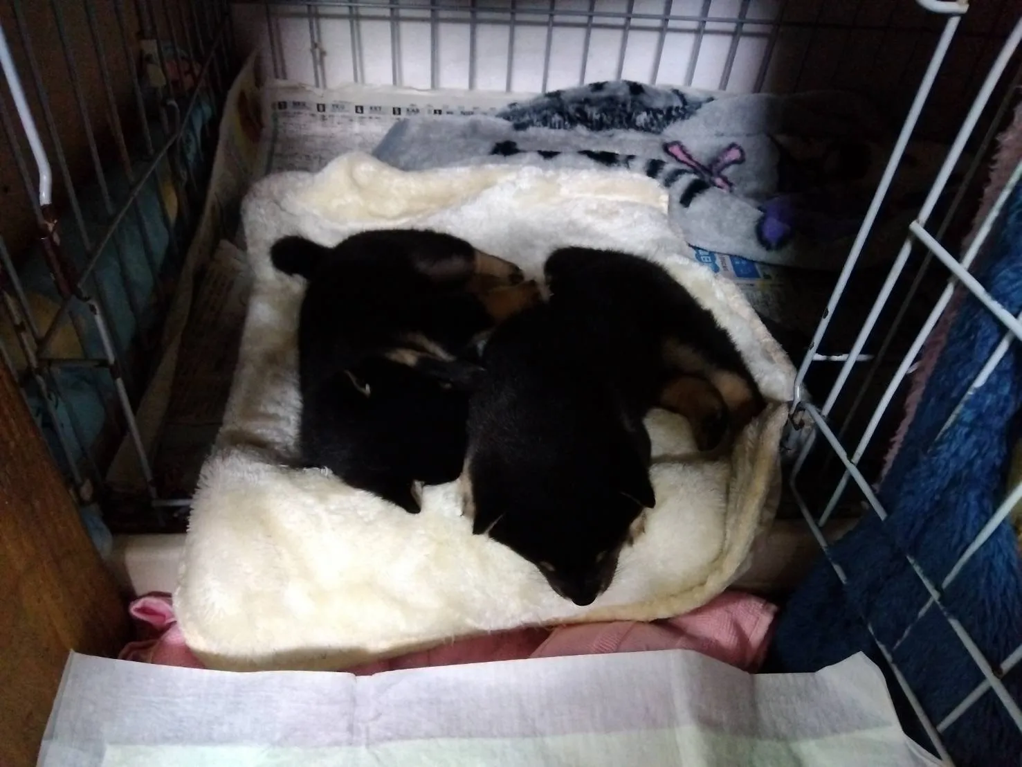 看板犬さくらが赤ちゃんを産みました