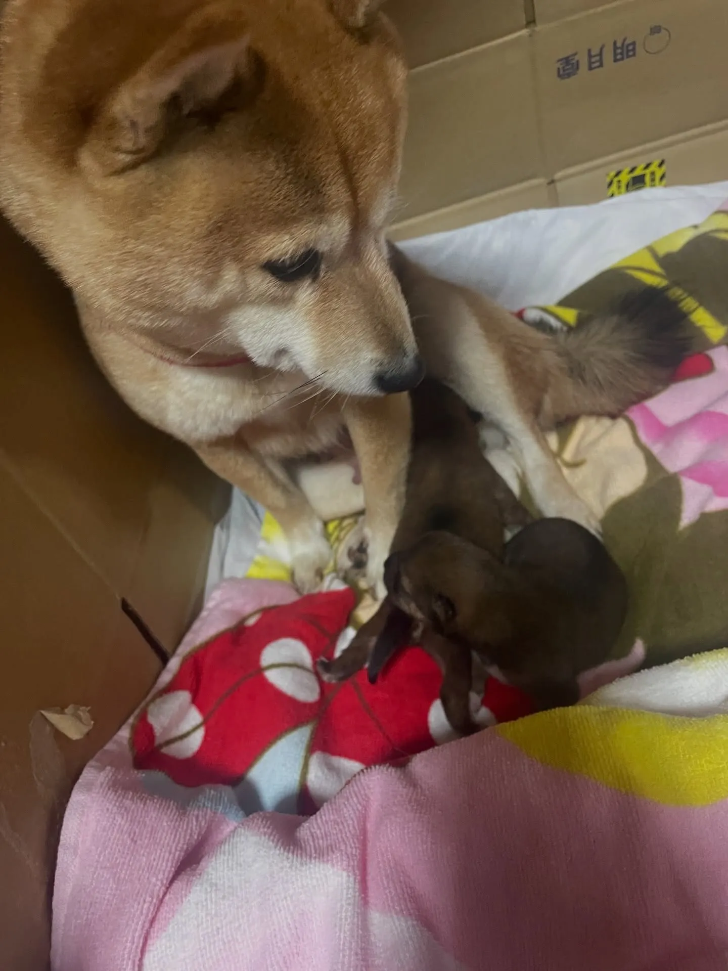看板犬のランが2匹の可愛い赤ちゃんを産みました🤱