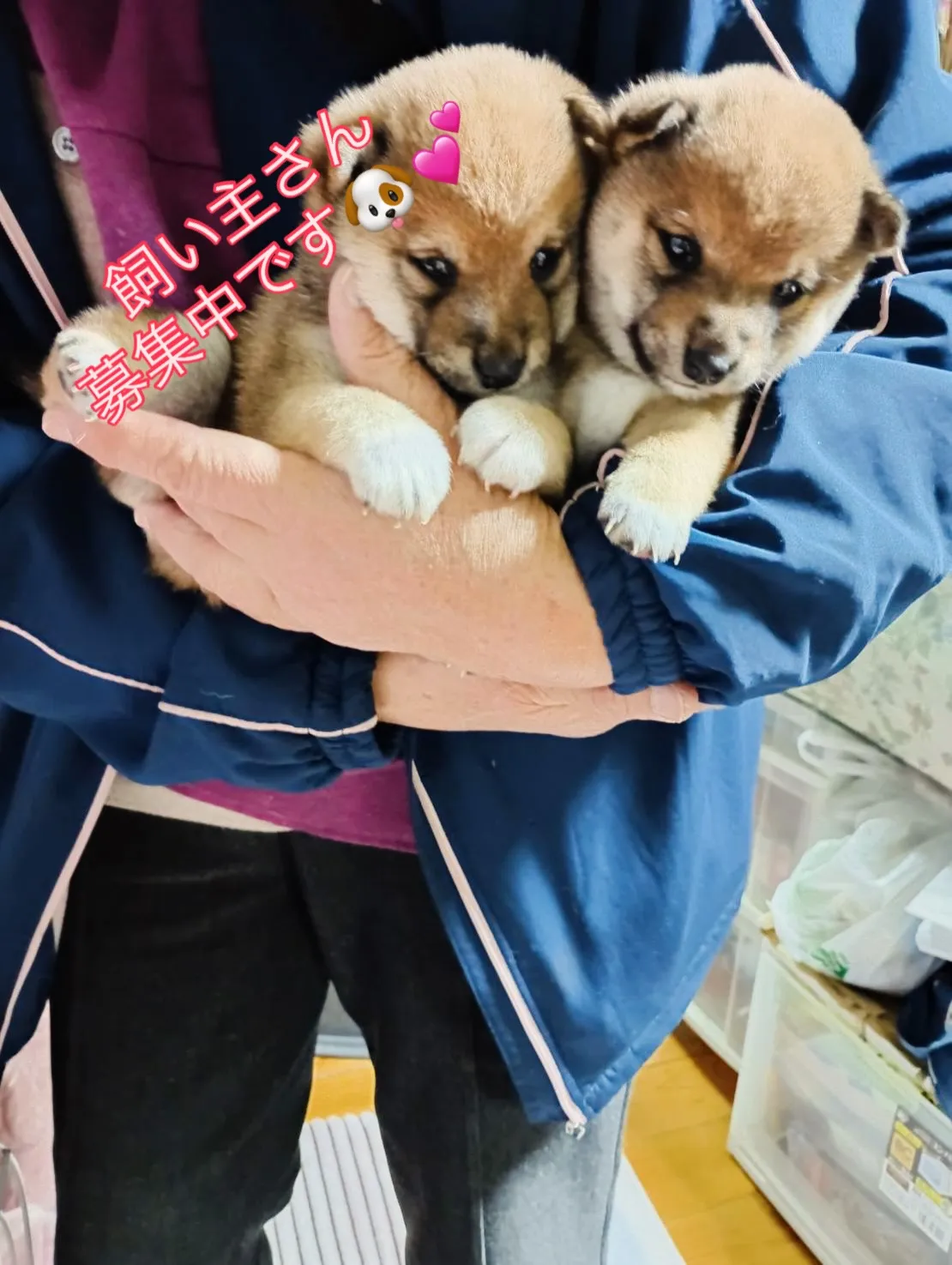 当施設の看板犬ランの2匹の赤ちゃんです👶