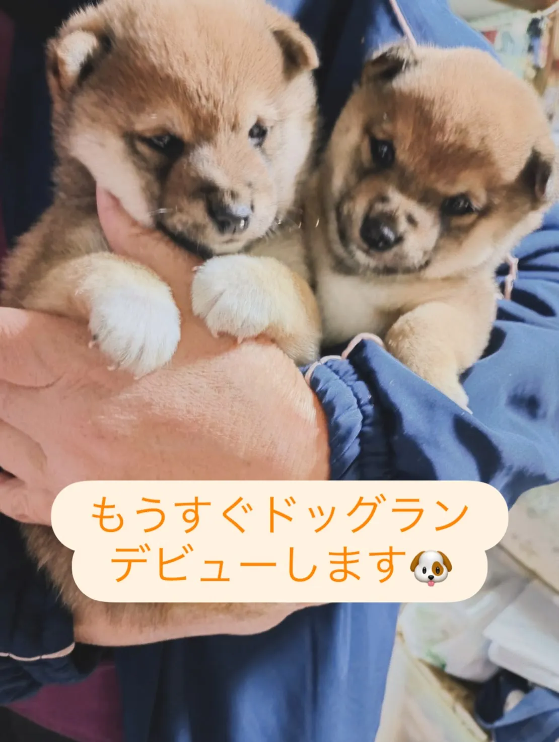 当施設の看板犬ランの2匹の赤ちゃんです👶