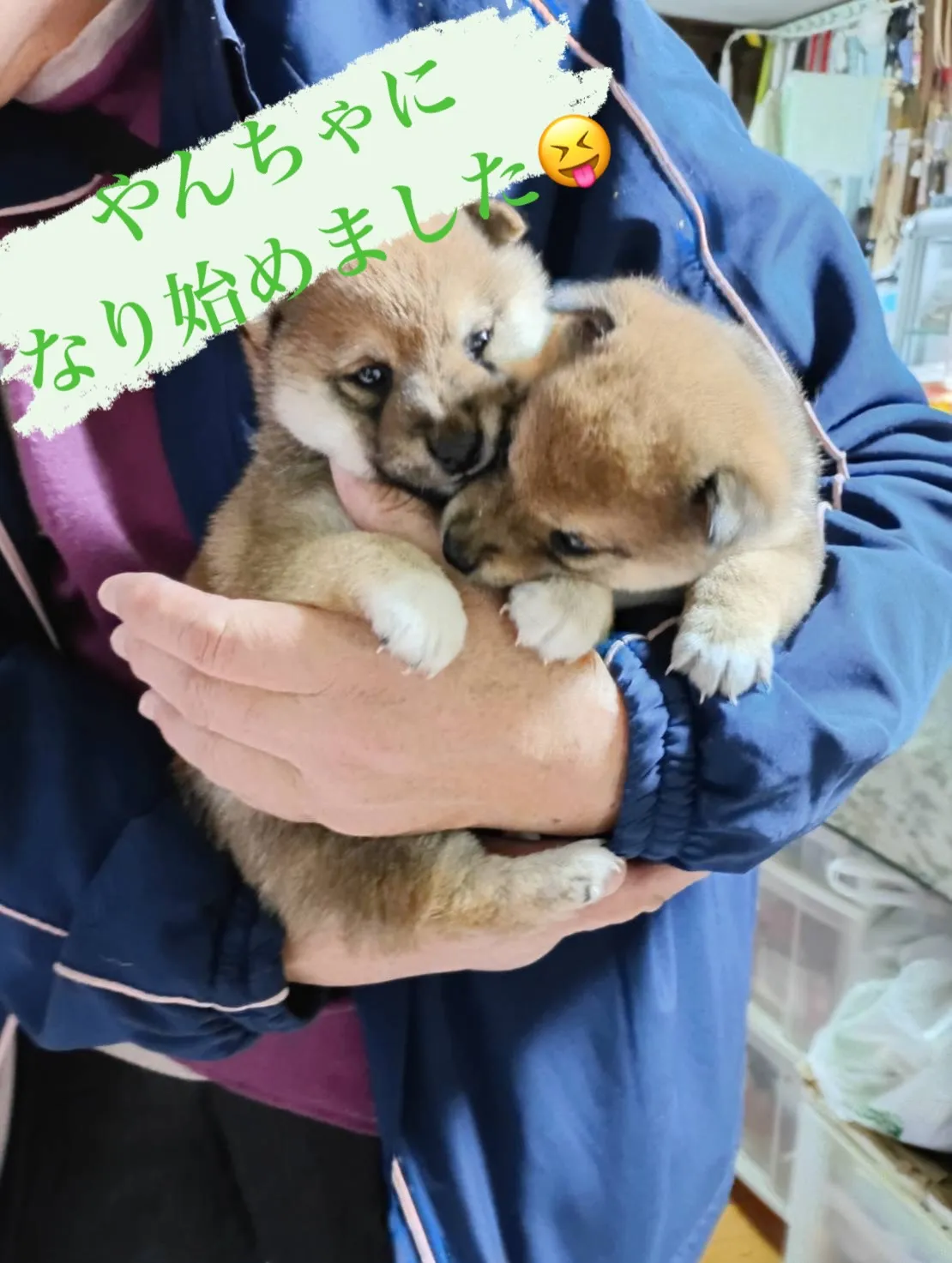 当施設の看板犬ランの2匹の赤ちゃんです👶