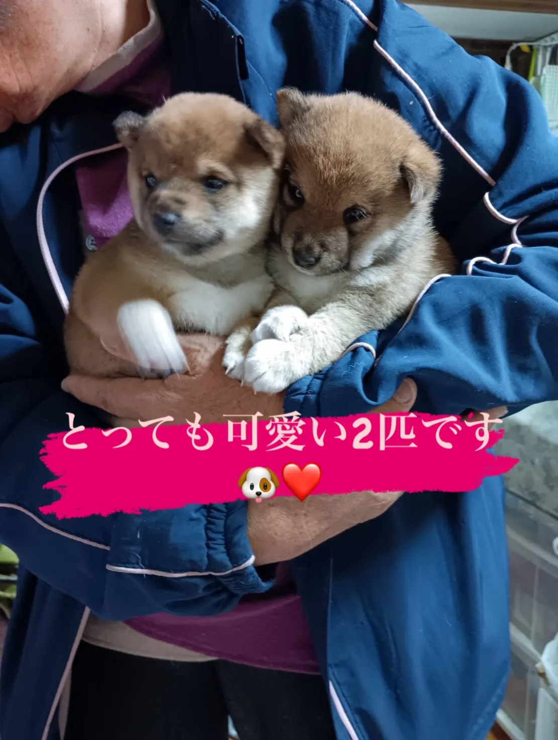 当施設の看板犬ランの2匹の赤ちゃんです👶