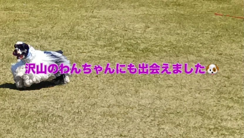 #火の国ドッグランオートキャンプ場 