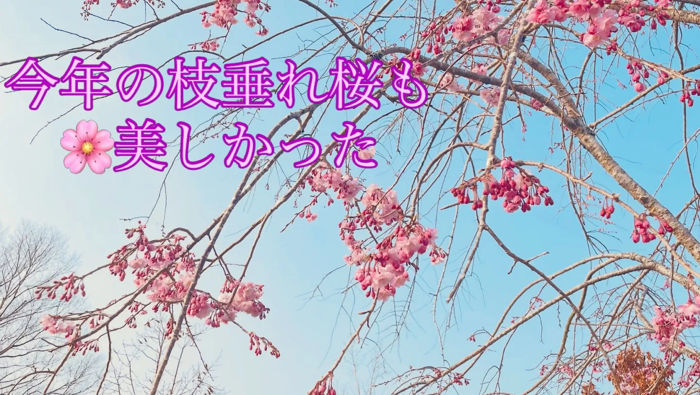 #火の国ドッグランオートキャンプ場 