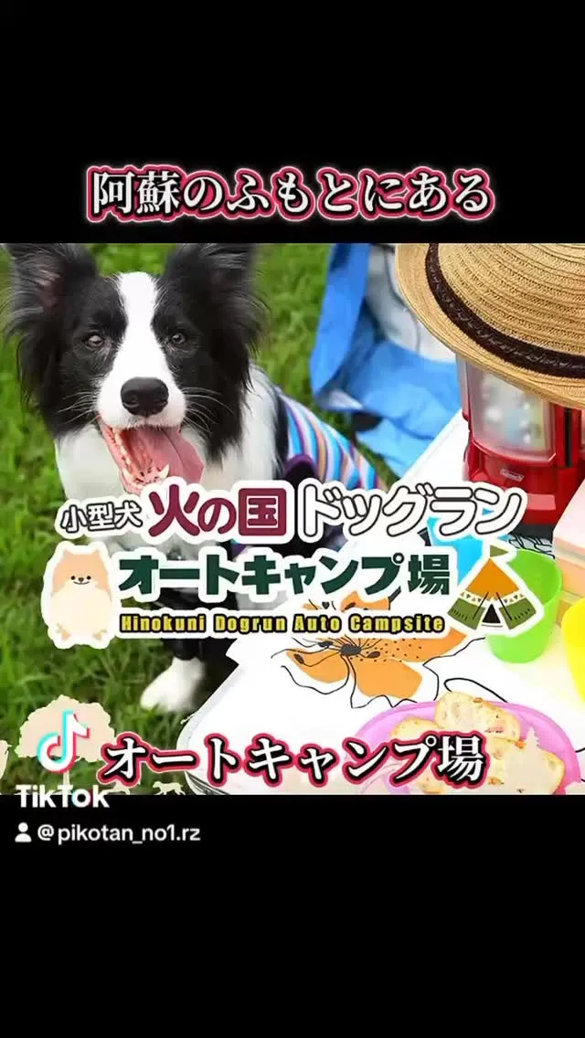 知人の@pico tanさんより動画のプレゼント🎁🐶