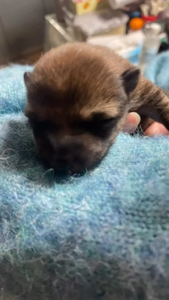 看板犬のランが2匹の可愛い赤ちゃんを産みました👶💕